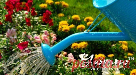 Лучшие удобрения для огородных овощей.