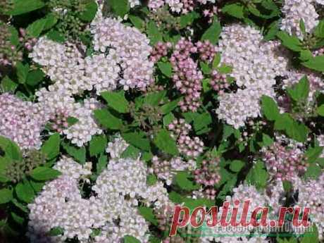 Спирея японская Литтл Принцесс (Spiraea japonica Little Princess) Изящный красивоцветущий лиственный кустарник с компактной плотной шаровидной кроной насыщенного зеленого цвета.