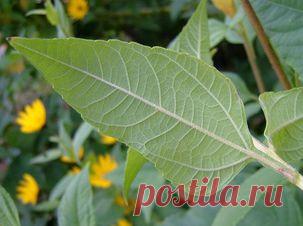 Специи ближневосточной кухни для похудения