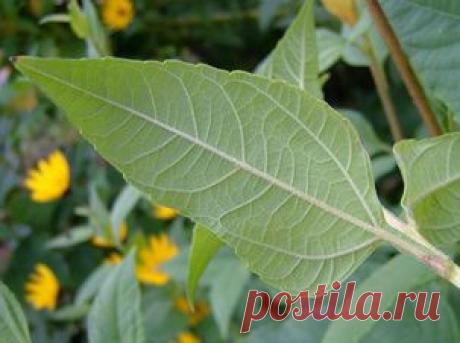 Специи ближневосточной кухни для похудения