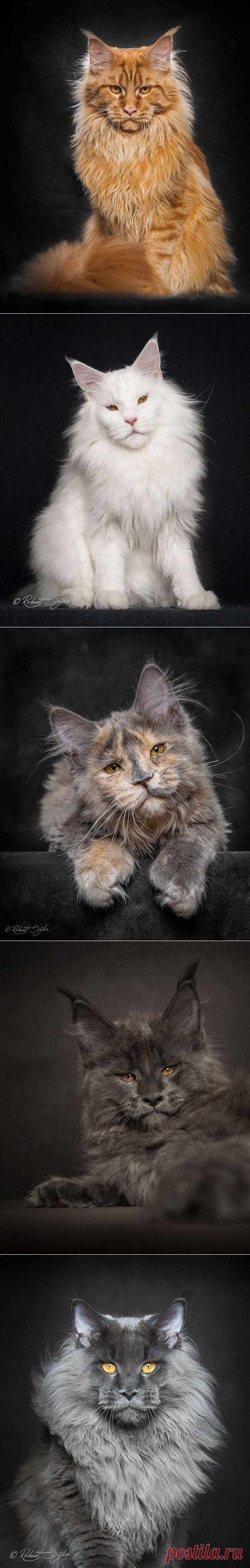 Величественная красота мейн-кунов от фотографа Robert Sijka