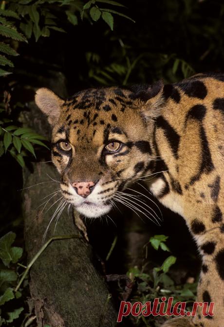 MCL016.jpg | Терри Уиттакер Фотография