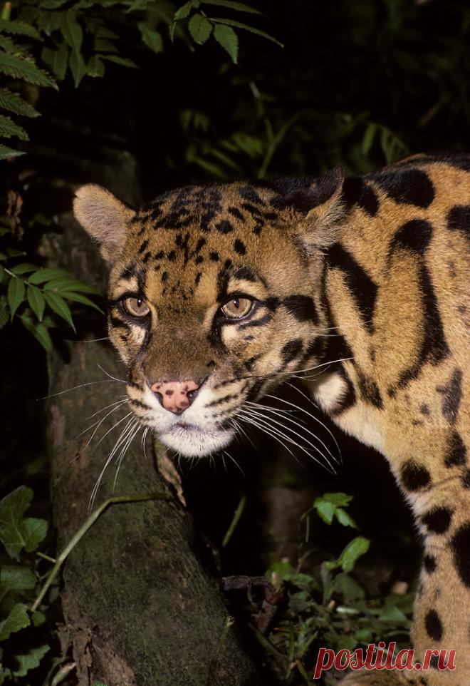 MCL016.jpg | Терри Уиттакер Фотография