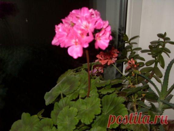 Зимовка пеларгоний / Сообщество-форум цветоводов Florets.ru