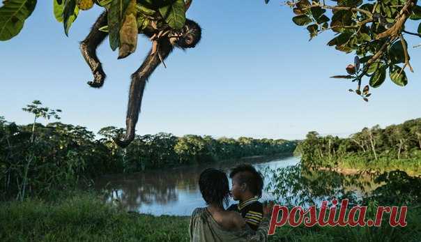 Пока коренные племена национального парка Ману охотятся с луком и стрелами, они не представляют угрозы для леса и его обитателей. Но все больше биологи задумываются над тем, что будет, если индейцы возьмутся за ружья? #NGЛонгрид@natgeoru