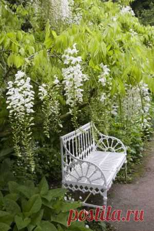 GardeningWalks: Wisteria and a beautiful garden bench