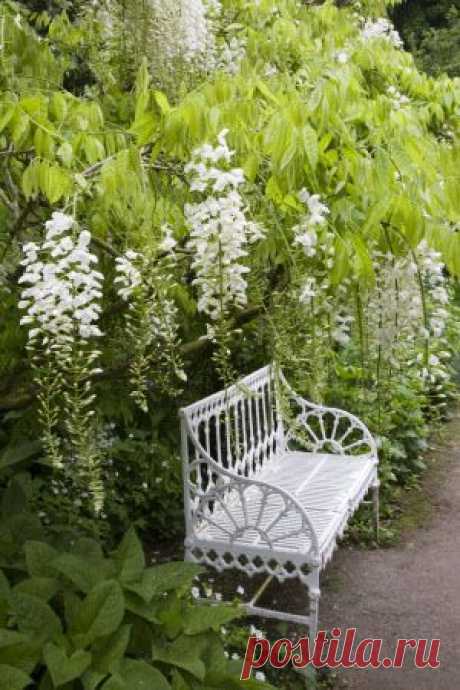 GardeningWalks: Wisteria and a beautiful garden bench