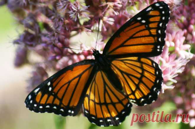 Monarch Mimic | Flickr - Photo Sharing!