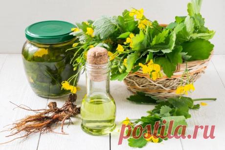 Чистотел. Рецепты народной медицины 

У чистотела есть одна очень интересная особенность. Он сразу отыскивает корень болезни. Если сок или порошок поместить на биологически активную точку, то наблюдается мгновенная трансформация, перенос его к источнику болезни.

У нас чистотел нередко называют русским женьшенем. Применять его можно в виде сока, отвара, настойки, экстракта. О целебных свойствах чистотела люди знают с древнейших времен.
Показать полностью…