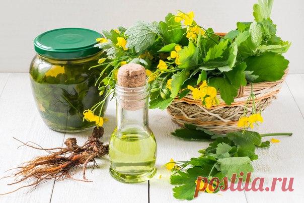 Чистотел. Рецепты народной медицины 

У чистотела есть одна очень интересная особенность. Он сразу отыскивает корень болезни. Если сок или порошок поместить на биологически активную точку, то наблюдается мгновенная трансформация, перенос его к источнику болезни.

У нас чистотел нередко называют русским женьшенем. Применять его можно в виде сока, отвара, настойки, экстракта. О целебных свойствах чистотела люди знают с древнейших времен.
Показать полностью…