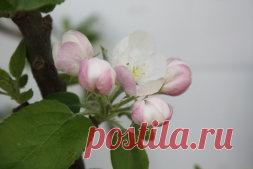 Яблонный цветоед (Anthonomus pomorum) - Садоводка