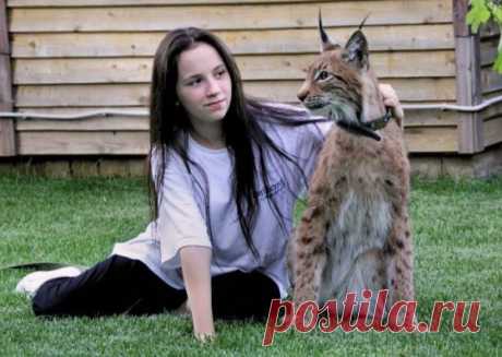 Настоящая домашняя рысь