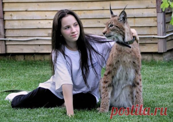 Настоящая домашняя рысь