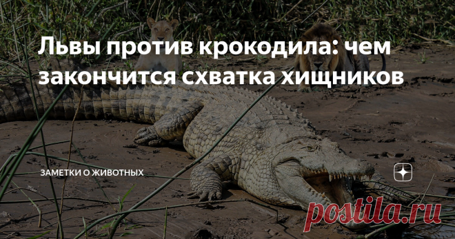Львы против крокодила: чем закончится схватка хищников Львы редко нападают на взрослых крокодилов. Впрочем, как и крокодилы на львов. Обычно хищники обходят друг друга стороной. Но бывают исключения.