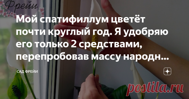 Мой спатифиллум цветёт почти круглый год. Я удобряю его только 2 средствами, перепробовав массу народных и покупных вариантов Если вы желаете видеть частое цветение спатифиллума, то удобрения станут сподручниками в достижении белоснежной цели. Перепробовав длинный список дорогих удобрений и народных секретов, я остановилась только на паре вариантов. Здравствуйте, цветоманы!  Меня зовут Екатерина и мой любимый спатифиллум, внезапно выдав очередной цветок сразу же после пере...