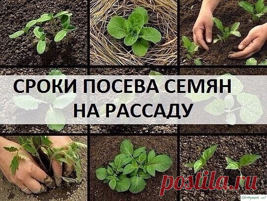 СРОКИ ПОСЕВА СЕМЯН НА РАССАДУ