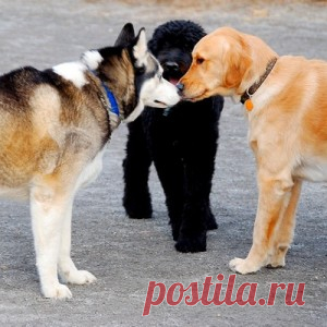 Como socializar filhotes de cachorro