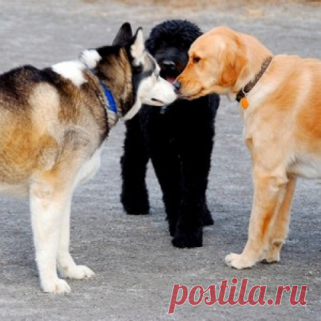 Como socializar filhotes de cachorro