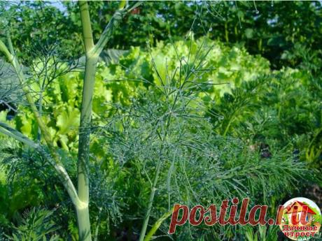 КАК ВЫРАСТИТЬ УКРОП КУСТОМ, А КАК ЗОНТИКОМ!

Укроп бывает разный. Некоторые сорта быстро выдают немного листиков, а затем пускаются в цвет. И торчат в огороде зонтики на длинных лысых стеблях в ожидании урожая огурцов, чтобы пойти на засолку. Но есть и другие сорта, которые растут долго, зато листья у них пышные и густые. И цвести не торопятся. Что же выбрать?

На зелень
Сорта. Салют, Буян, Аллигатор, Дилл, Амазон.

Веточки кустового укропа растут на стебле густо. У них, к...
