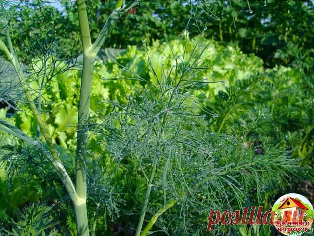КАК ВЫРАСТИТЬ УКРОП КУСТОМ, А КАК ЗОНТИКОМ!

Укроп бывает разный. Некоторые сорта быстро выдают немного листиков, а затем пускаются в цвет. И торчат в огороде зонтики на длинных лысых стеблях в ожидании урожая огурцов, чтобы пойти на засолку. Но есть и другие сорта, которые растут долго, зато листья у них пышные и густые. И цвести не торопятся. Что же выбрать?

На зелень
Сорта. Салют, Буян, Аллигатор, Дилл, Амазон.

Веточки кустового укропа растут на стебле густо. У них, к...