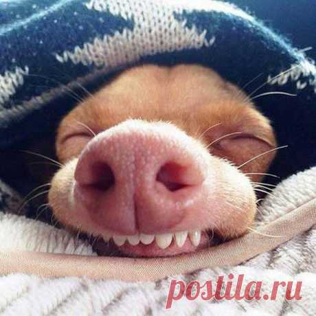 Самые смешные животные/животные приколы/смешные домашние животные/приколы с животными до слез 2023