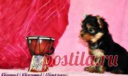 Щеночки йоркширского терьера