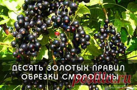 10 ЗОЛОТЫХ ПРАВИЛ ОБРЕЗКИ СМОРОДИНЫ