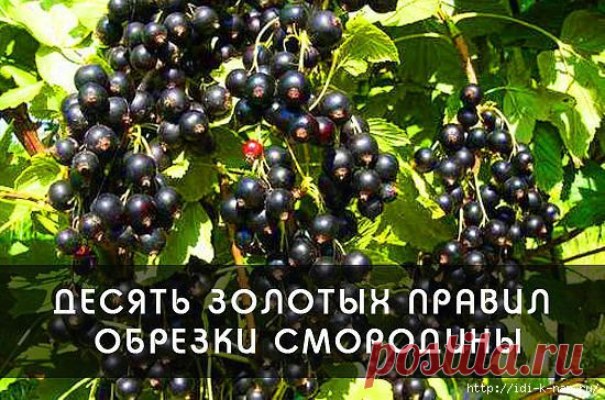 10 ЗОЛОТЫХ ПРАВИЛ ОБРЕЗКИ СМОРОДИНЫ