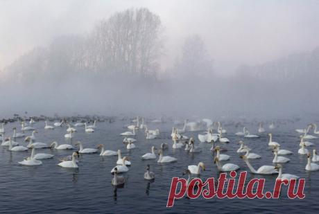 Настоящее, живое, живописное… Лебединое Озеро от Валерия Малеева — Фотоискусство