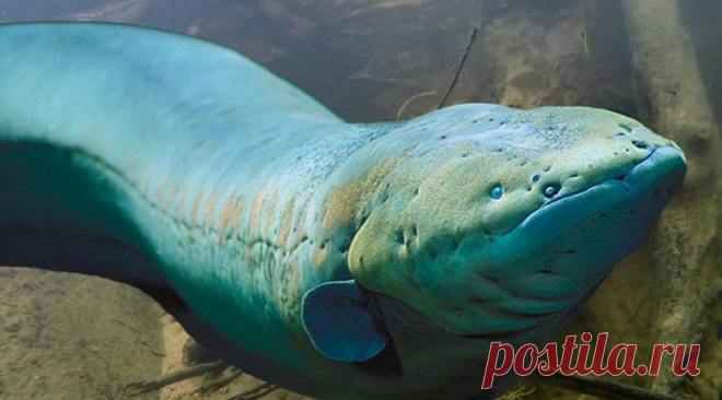 Монстры, живущие в Амазонке / Научный хит