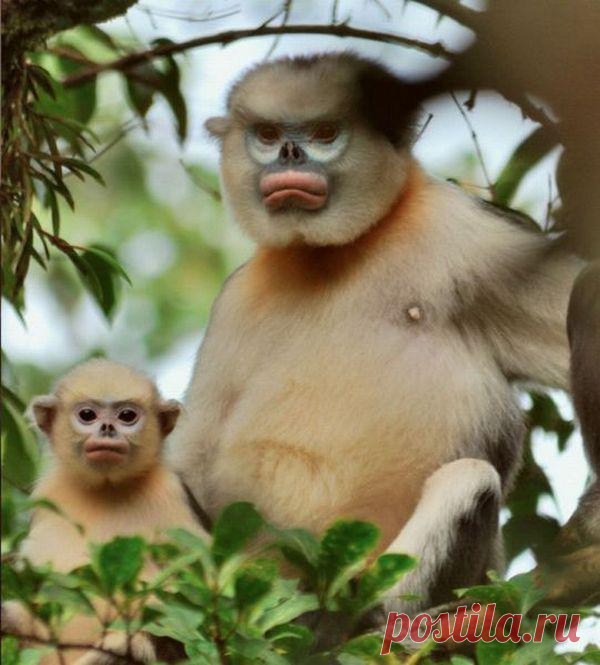 Забавные фото животных для настроения