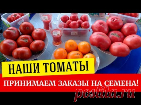 Семена томатов от Татьяны Башмаковой
