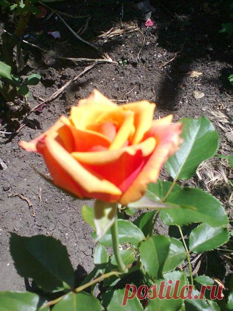 чери-бренди