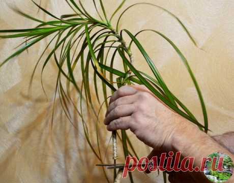 Как обновить драцену?

Драцены – очень красивые растения, однако со временем они теряют свою декоративность: вырастают высокими и начинают искривляться. Но это очень легко исправить.

У взрослого растения стволы очень длинные и тонкие, поэтому они перестают удерживать верхушки-"помпоны" и начинают искривляться под тяжестью листьев. Такая драцена едва ли имеет привлекательный вид. Но не стоит выбрасывать растение только из-за того, что оно перестало украшать интерьер кварти...