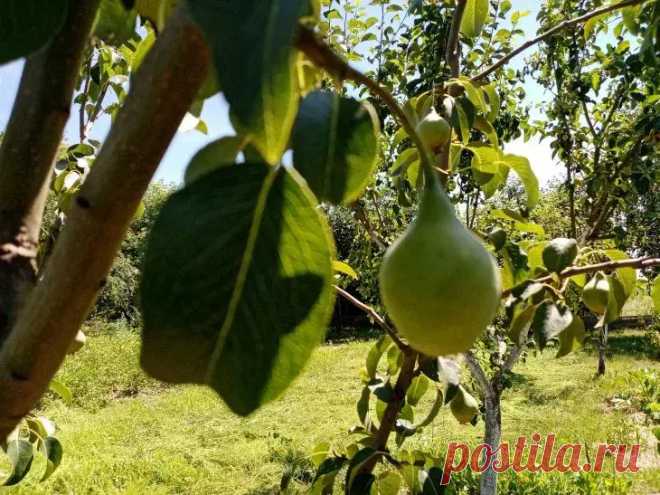 Почему груша повторно зацвела летом и что с этим делать: рано радоваться. Неожиданное появление нежных цветов на груше среди летнего зноя заставляет садоводов удивляться. Это явление выбивается из привычного ритма природы.