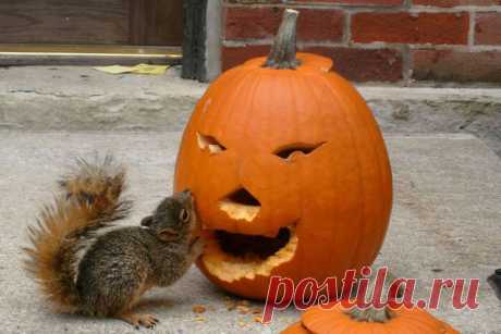 (1) Одноклассники