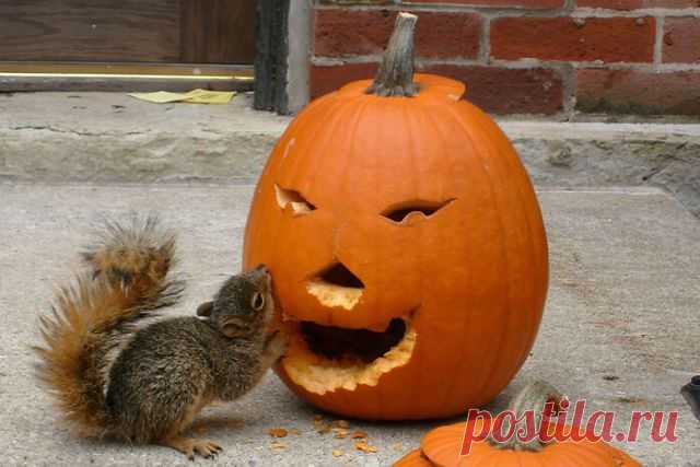 (1) Одноклассники