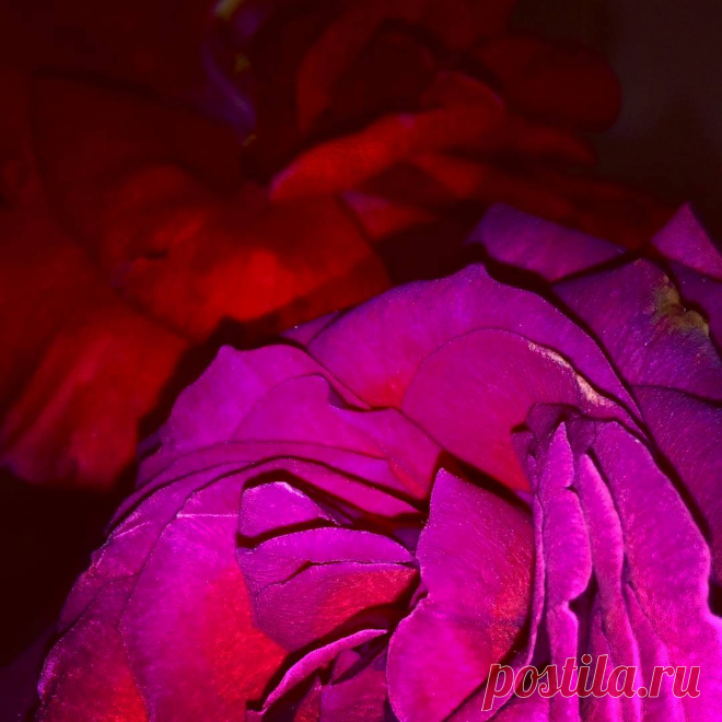 Lidia De Pinto в Instagram: «#roses🌹 #petals #flowers #purple #red #beauty #elegance #nature #flowerlover #flowerstagram #flowerpower #inspiration #rosegarden…» 27 отметок «Нравится», 0 комментариев — Lidia De Pinto (@lidiadepinto) в Instagram: «#roses🌹 #petals #flowers #purple #red #beauty #elegance #nature #flowerlover #flowerstagram…»