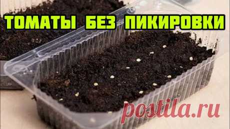 ПОСЕВ И ВЫРАЩИВАНИЕ ТОМАТОВ БЕЗ ПИКИРОВКИ! ЗАБЫТЫЙ СПОСОБ