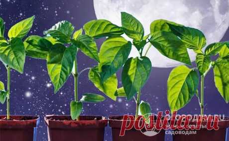 Лунный посевной календарь на февраль 2022: дни посадки рассады, советы Работы по подготовке к новому садово-огородному сезону, которые можно планировать на февраль 2022 года в соответствии с лунным календарем, советы, видео.