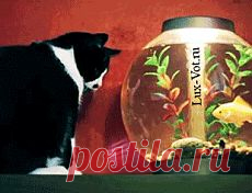 Кот-рыболов | Смех сквозь хохот