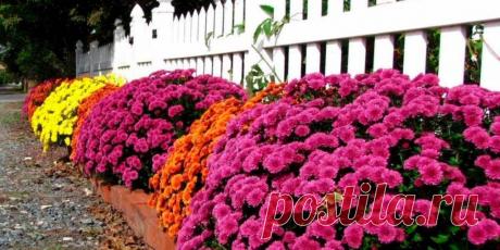 Уход за хризантемой мультифлорой в грунте - Сад и огород