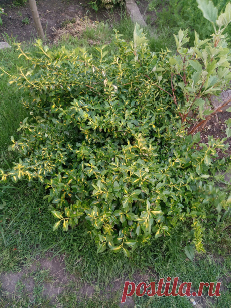 Бересклет Форчуна «Солнечное пятно» (Euonymus fortunei «Sunspot»)