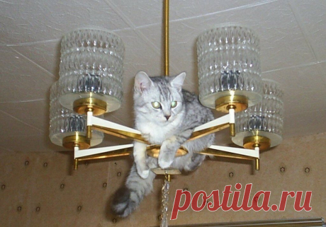 Юмор с пушистым хвостом! Подборка фото для поднятия настроения: в объективе смешные котики! | 😺 ПетКлаб | Яндекс Дзен
