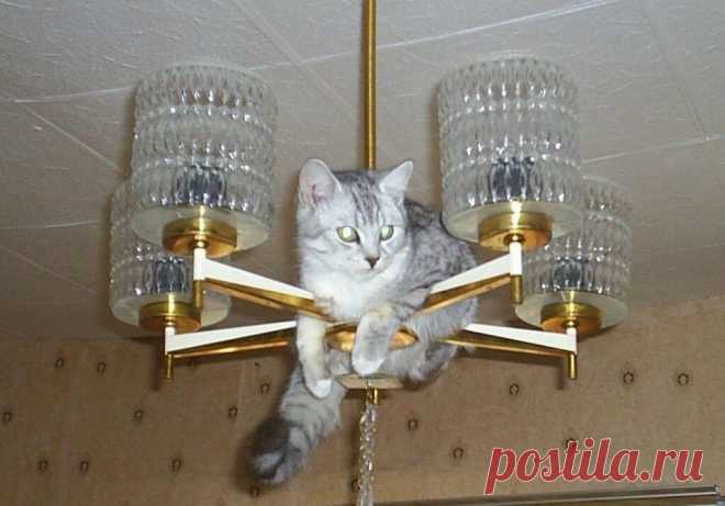 Юмор с пушистым хвостом! Подборка фото для поднятия настроения: в объективе смешные котики! | 😺 ПетКлаб | Яндекс Дзен