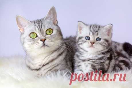 Кот Мама Котенок - Бесплатное фото на Pixabay