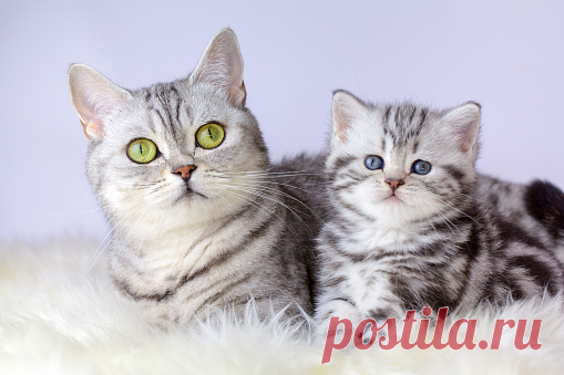 Кот Мама Котенок - Бесплатное фото на Pixabay