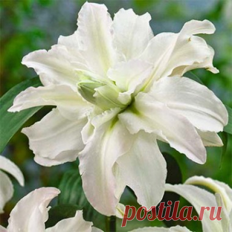 Лилия Polar Star / Луковицы и клубни / Купить в Киеве, Украине недорого | Florium.ua