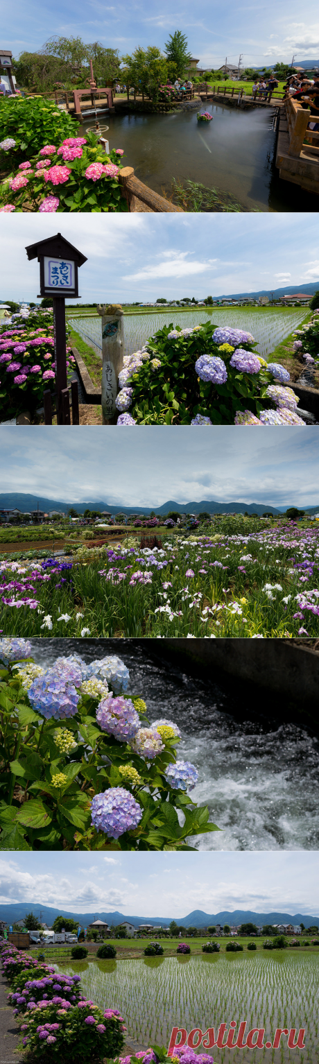 Фестиваль гортензий на рисовых полях в Кайсей,Япония.