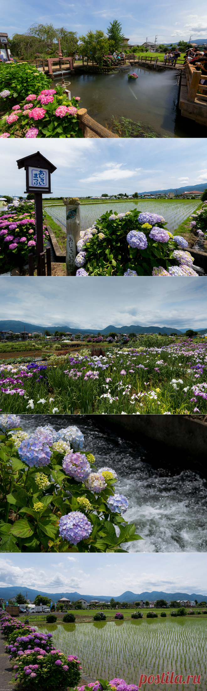 Фестиваль гортензий на рисовых полях в Кайсей,Япония.